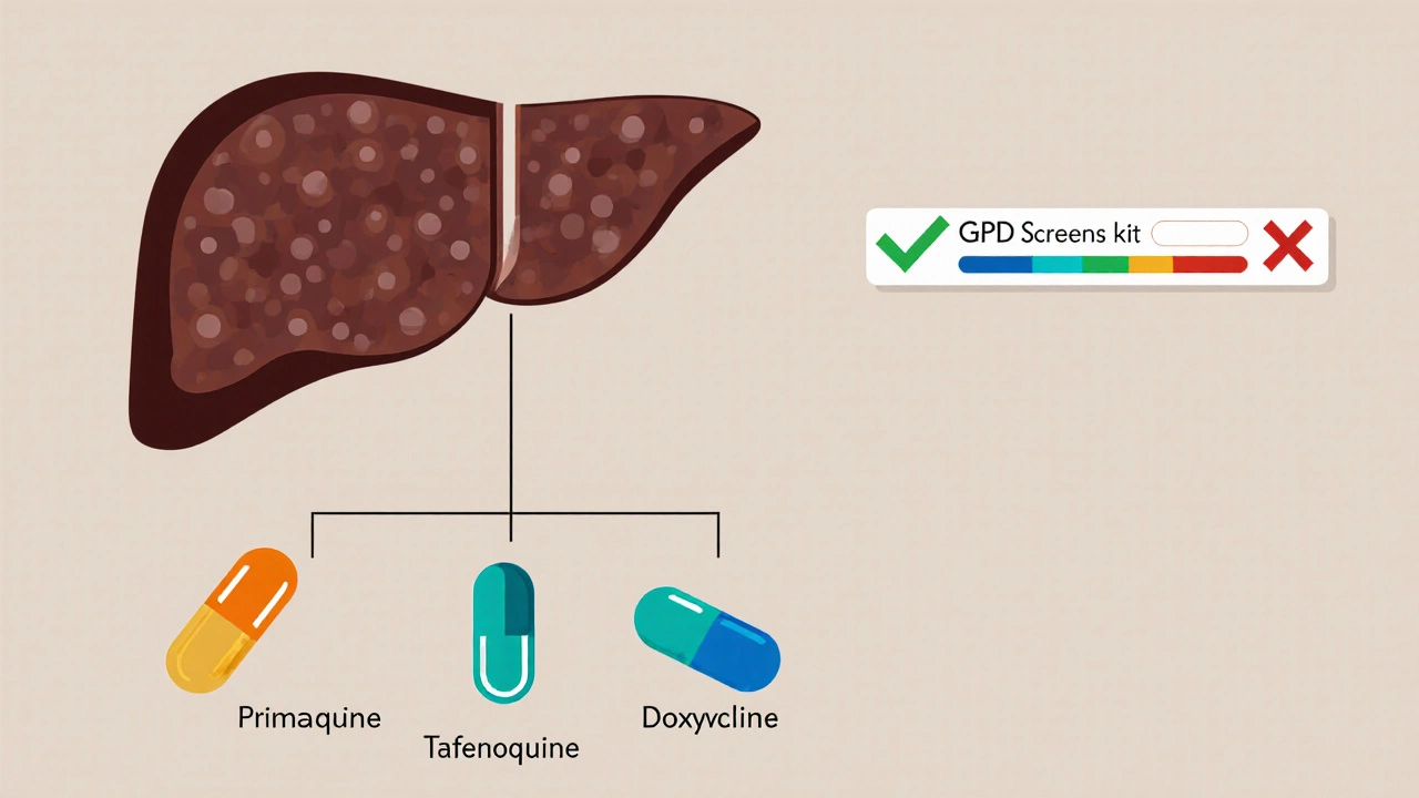 Illustrated decision tree showing liver with hypnozoites, drug icons, and G6PD test graphics.
